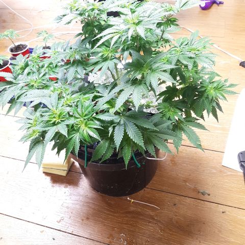 Tropicana cookies  growlog timeline photo