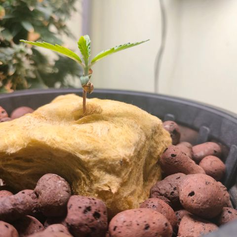 Strawberry Cheesecake Auto growlog timeline photo