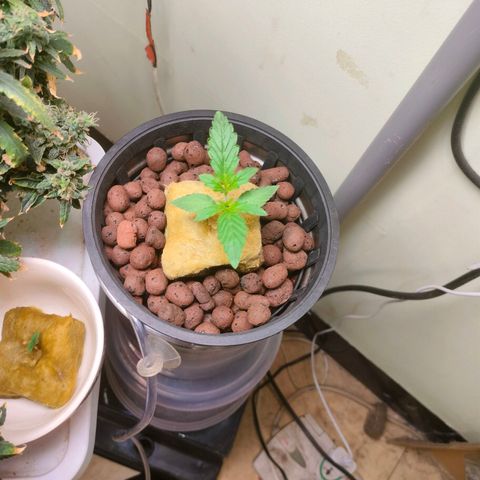 Strawberry Cheesecake Auto growlog timeline photo