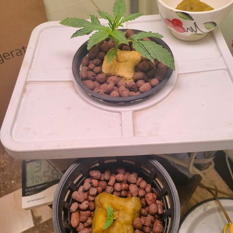 Strawberry Cheesecake Auto growlog timeline photo