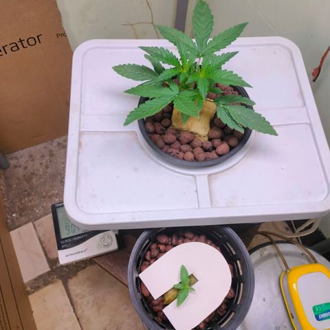Strawberry Cheesecake Auto growlog timeline photo