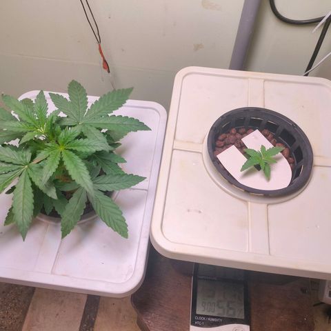 Strawberry Cheesecake Auto growlog timeline photo
