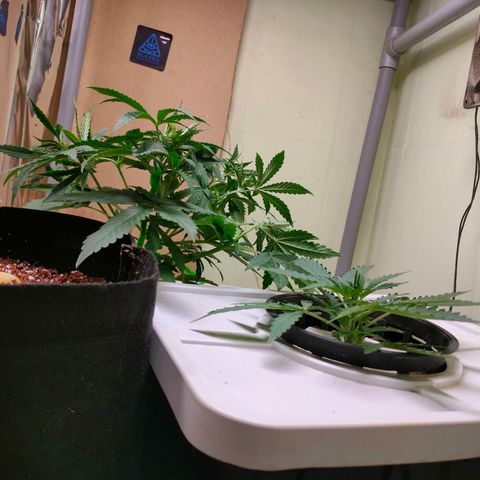 Strawberry Cheesecake Auto growlog timeline photo