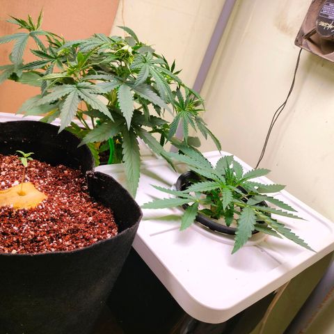 Strawberry Cheesecake Auto growlog timeline photo