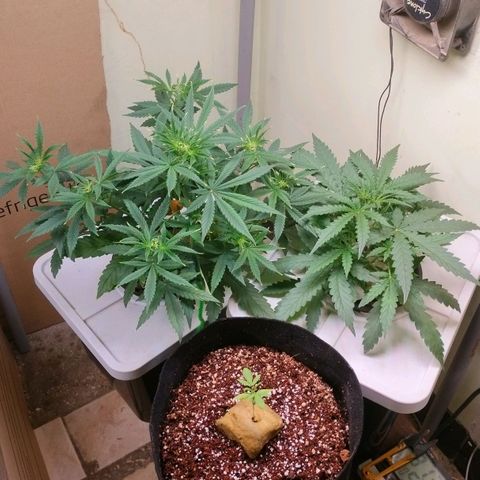 Strawberry Cheesecake Auto growlog timeline photo