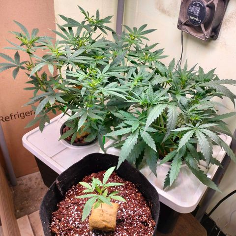 Strawberry Cheesecake Auto growlog timeline photo