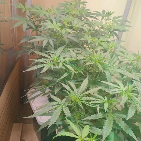Strawberry Cheesecake Auto growlog timeline photo