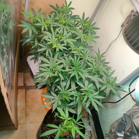 Strawberry Cheesecake Auto growlog timeline photo