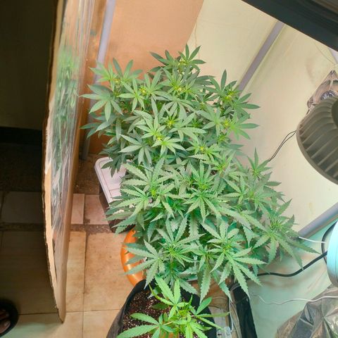 Strawberry Cheesecake Auto growlog timeline photo