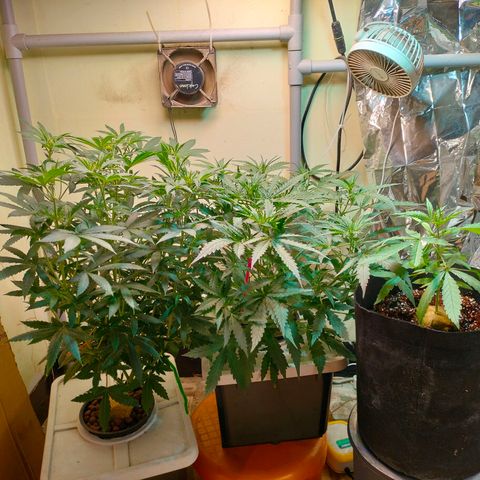 Strawberry Cheesecake Auto growlog timeline photo