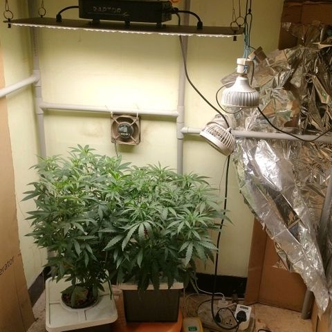 Strawberry Cheesecake Auto growlog timeline photo