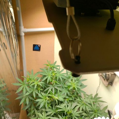 Strawberry Cheesecake Auto growlog timeline photo