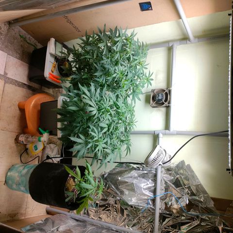 Strawberry Cheesecake Auto growlog timeline photo