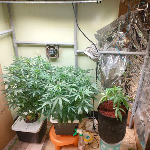 Strawberry Cheesecake Auto growlog timeline photo