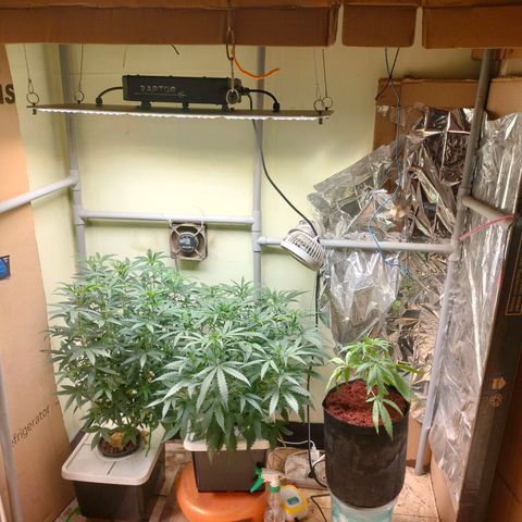 Strawberry Cheesecake Auto growlog timeline photo