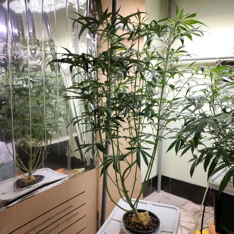 Strawberry Cheesecake Auto growlog timeline photo