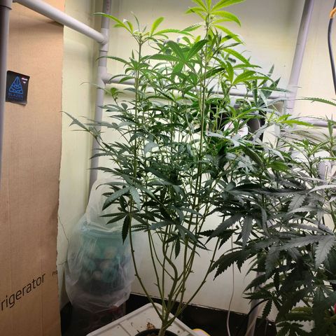 Strawberry Cheesecake Auto growlog timeline photo