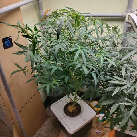 Strawberry Cheesecake Auto growlog timeline photo
