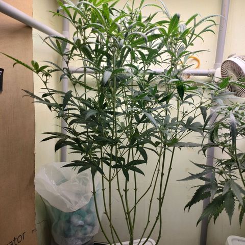 Strawberry Cheesecake Auto growlog timeline photo