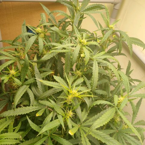 Strawberry Cheesecake Auto growlog timeline photo