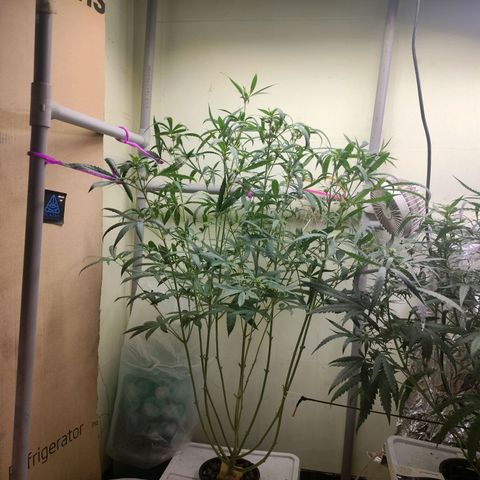 Strawberry Cheesecake Auto growlog timeline photo
