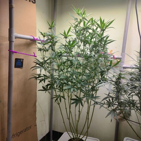 Strawberry Cheesecake Auto growlog timeline photo