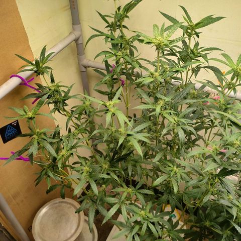 Strawberry Cheesecake Auto growlog timeline photo