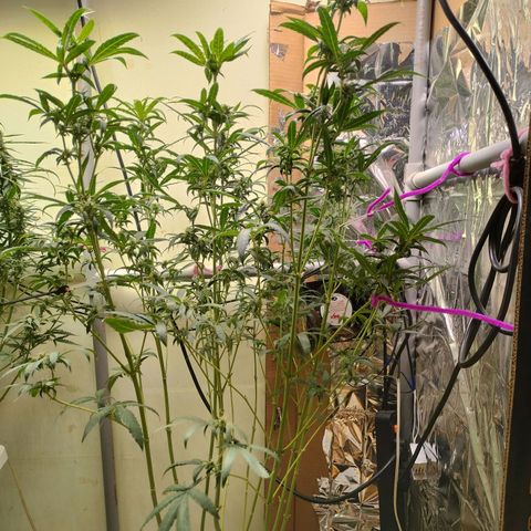 Strawberry Cheesecake Auto growlog timeline photo
