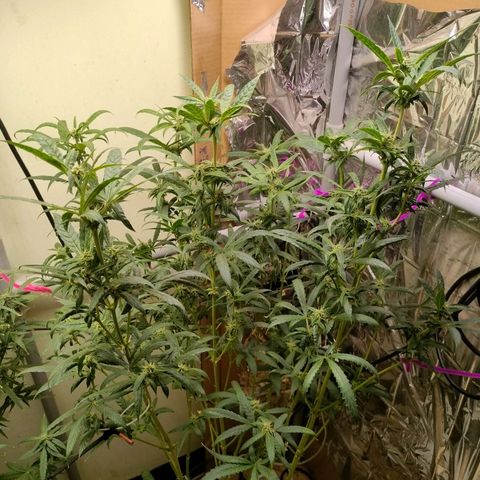 Strawberry Cheesecake Auto growlog timeline photo