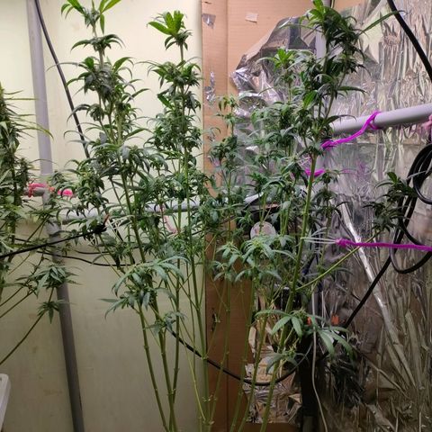 Strawberry Cheesecake Auto growlog timeline photo