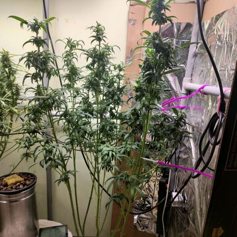 Strawberry Cheesecake Auto growlog timeline photo