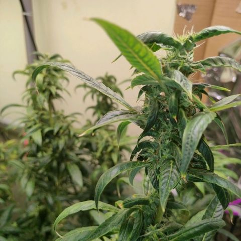 Strawberry Cheesecake Auto growlog timeline photo