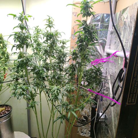 Strawberry Cheesecake Auto growlog timeline photo