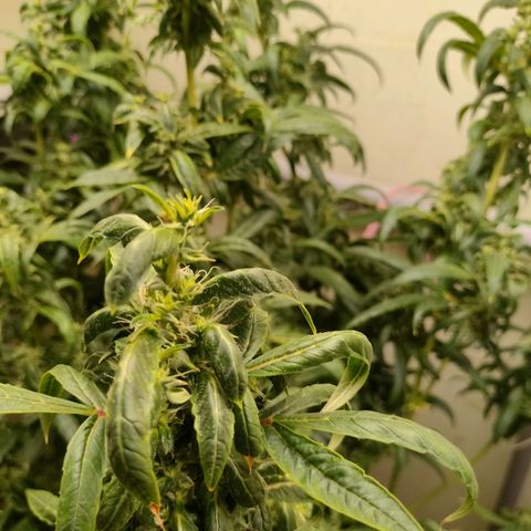 Strawberry Cheesecake Auto growlog timeline photo