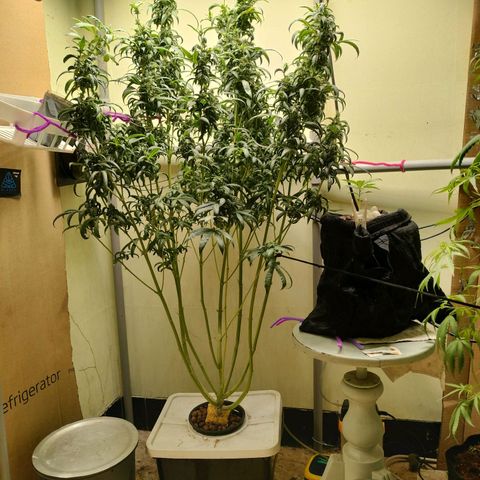 Strawberry Cheesecake Auto growlog timeline photo