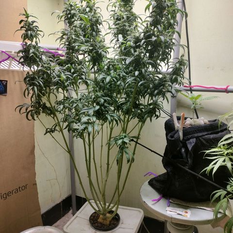 Strawberry Cheesecake Auto growlog timeline photo