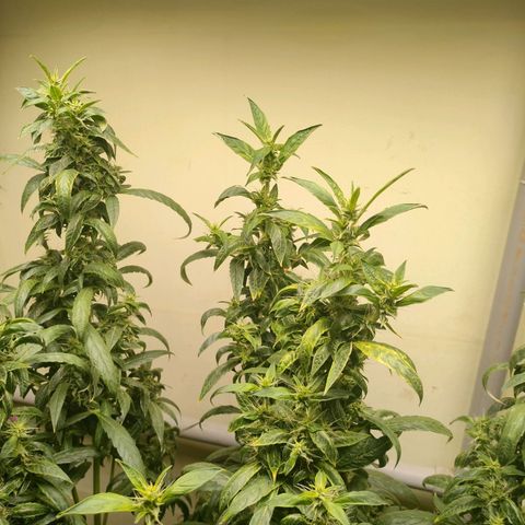 Strawberry Cheesecake Auto growlog timeline photo