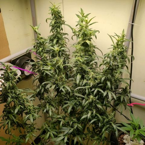 Strawberry Cheesecake Auto growlog timeline photo