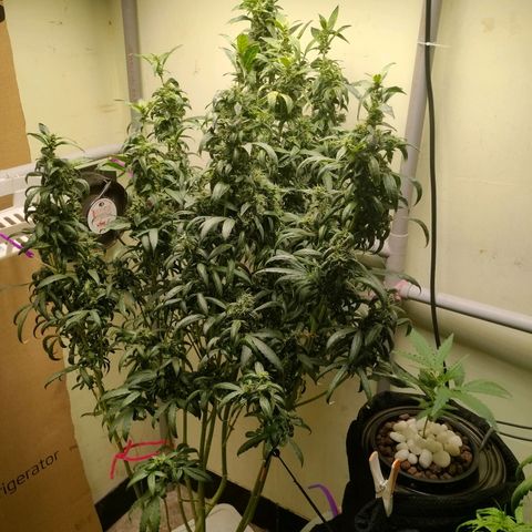 Strawberry Cheesecake Auto growlog timeline photo