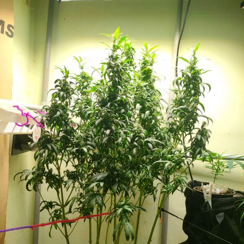 Strawberry Cheesecake Auto growlog timeline photo