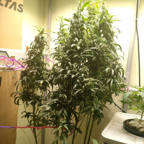 Strawberry Cheesecake Auto growlog timeline photo