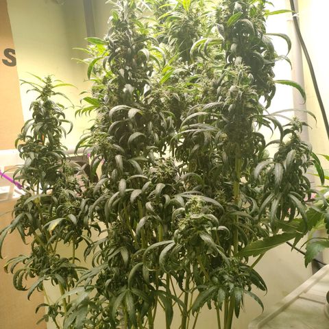 Strawberry Cheesecake Auto growlog timeline photo