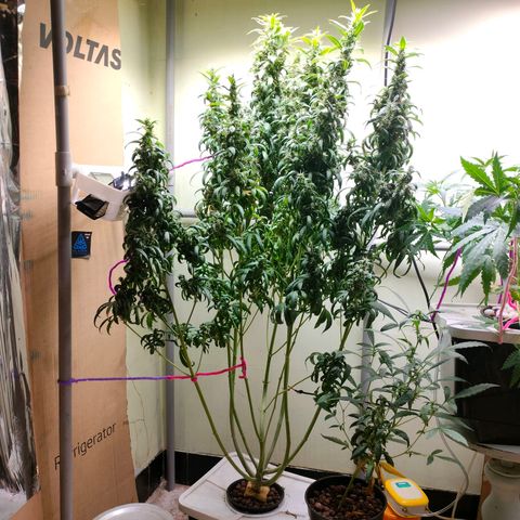 Strawberry Cheesecake Auto growlog timeline photo