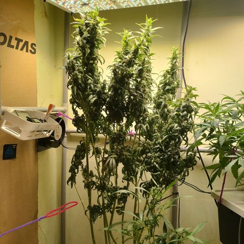 Strawberry Cheesecake Auto growlog timeline photo