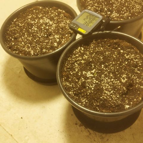 Cheese Automatic growlog photo: Spayed with rhizotonic 