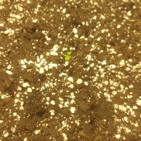 Cheese Automatic growlog photo: Spayed with rhizotonic 