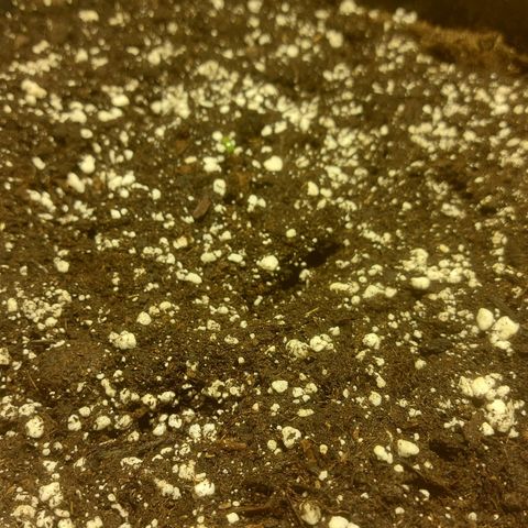 Cheese Automatic growlog photo: Spayed with rhizotonic 