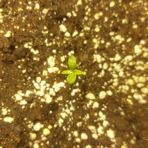 Cheese Automatic growlog photo: Sprayed with rhizotonic 