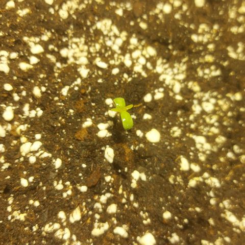 Cheese Automatic growlog photo: Sprayed with rhizotonic 