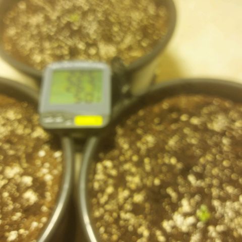 Cheese Automatic growlog photo: Sprayed with rhizotonic 